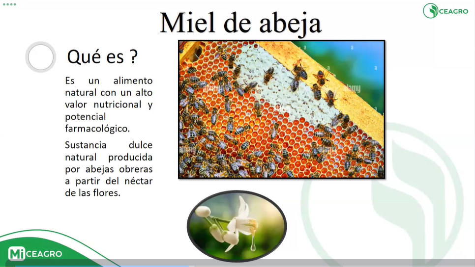 Extracción de miel y Enemigos naturales de las abejas (Plagas) 